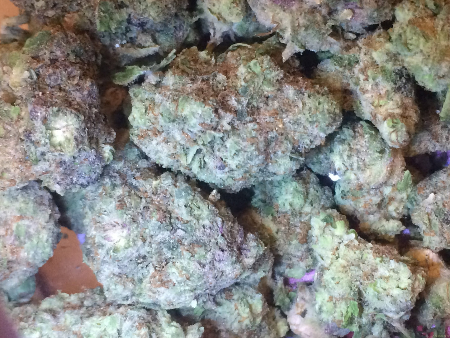 Cereal Runtz THCA hemp flower buds